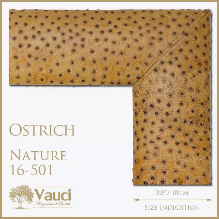 Ostrich nature vauci frame with its size indication on a white background.